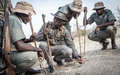 The South African Rhino Renaissance